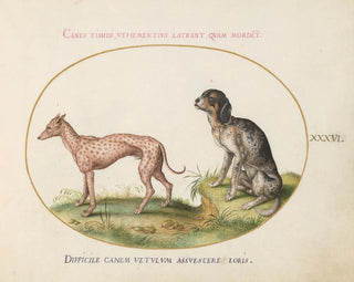 Joris Hoefnagel - Two Spotted Hounds.webp