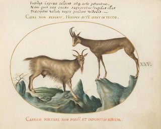 Joris Hoefnagel - Two Wild Goats.webp