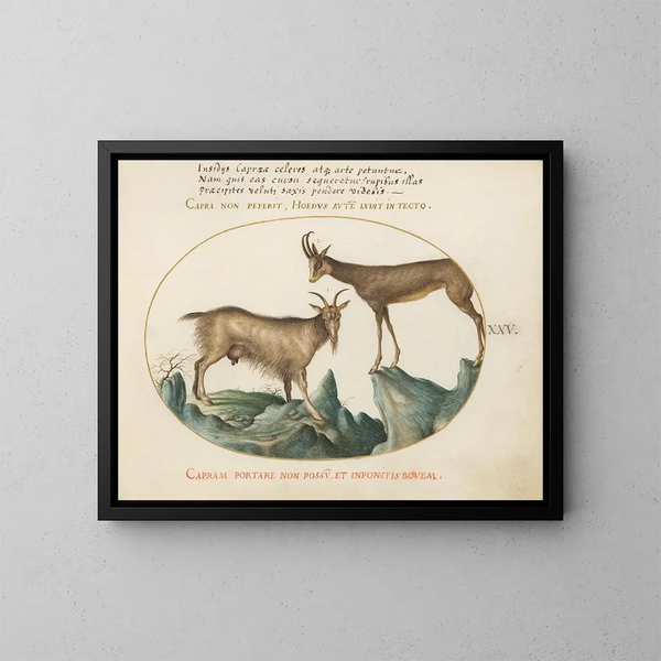 Twee wilde geiten - Joris Hoefnagel — ingelijst kunstwerk aan de muur