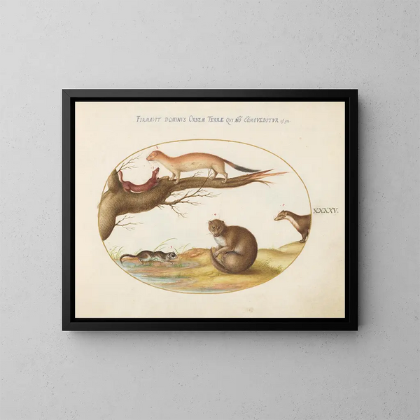 Furets, een fret en een notenmuis - Joris Hoefnagel — ingelijst kunstwerk aan de muur