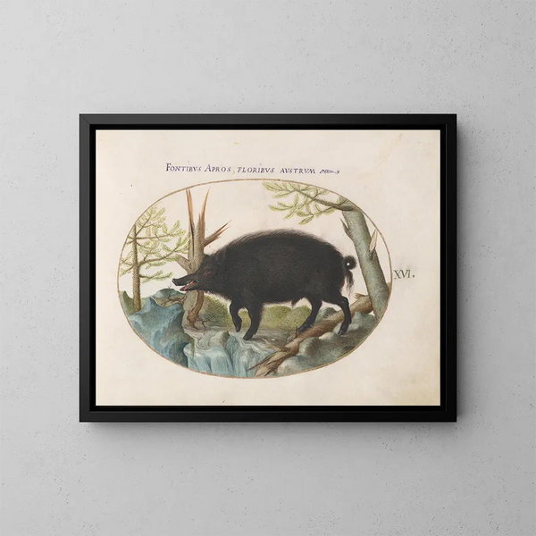 everzwijn - Joris Hoefnagel — ingelijst kunstwerk aan de muur