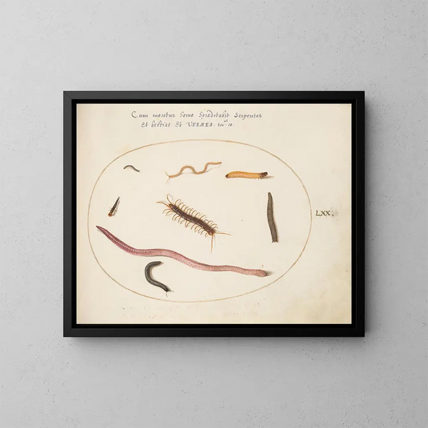 van een aardworm, duizendpoot en andere langwerpige wezens - Joris Hoefnagel — ingelijst kunstwerk aan de muur