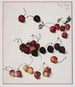 Cherry Painting - Josef Lauer — artwork view
