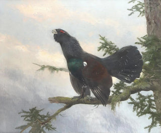 Josef Schmitzberger - Auerhahn.webp