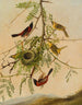 Loriot des vergers - Joseph Bartholomew Kidd — weergave van het kunstwerk