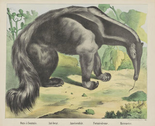 Joseph Scholz - Antbear.webp