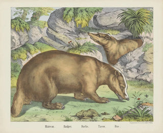 Joseph Scholz - Badger.webp
