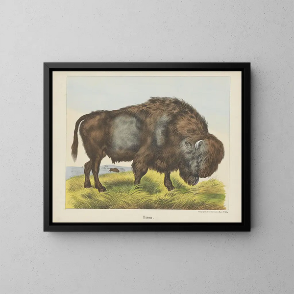 Bison - Joseph Scholz — ingelijst kunstwerk aan de muur