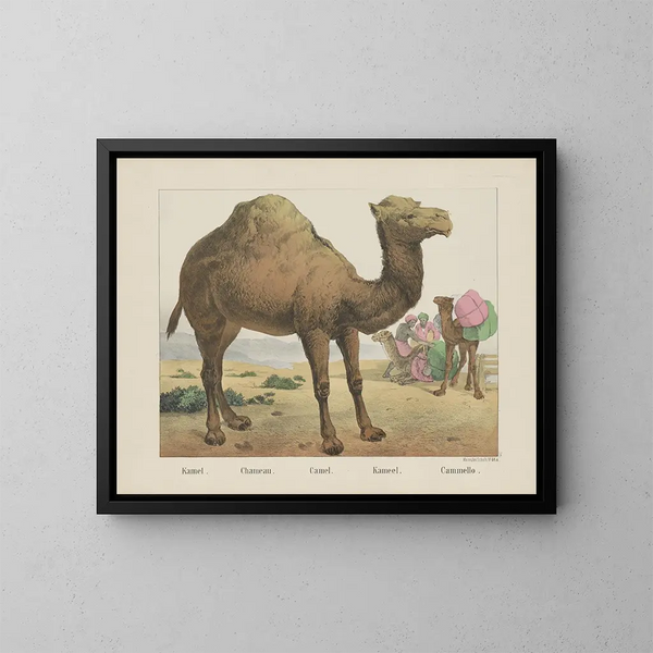 Kameel - Joseph Scholz — ingelijst kunstwerk aan de muur