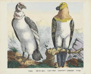 Joseph Scholz - Condor.webp