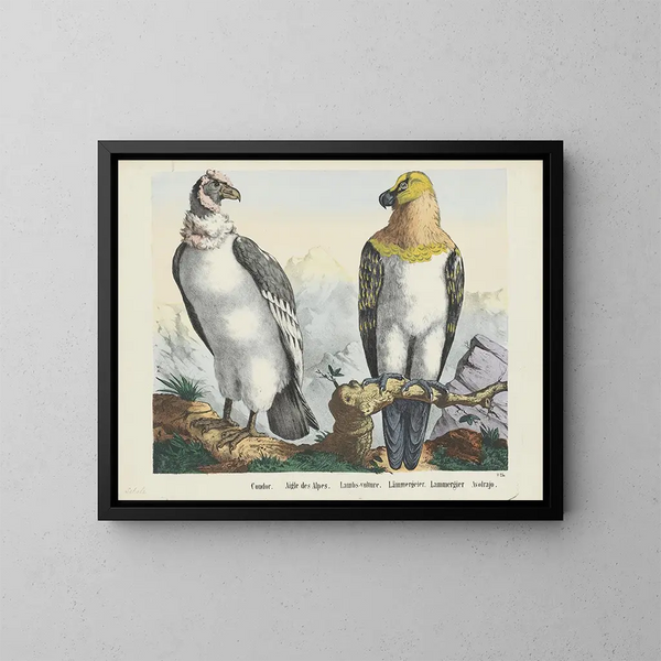 Condor - Joseph Scholz — ingelijst kunstwerk aan de muur