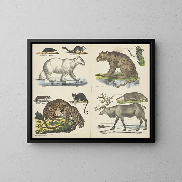 Dieren - Joseph Scholz — ingelijst kunstwerk aan de muur