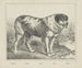 Hond - Joseph Scholz — weergave van het kunstwerk