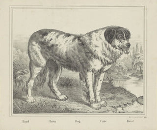 Hond - Joseph Scholz — weergave van het kunstwerk
