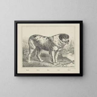 Hond - Joseph Scholz — ingelijst kunstwerk aan de muur