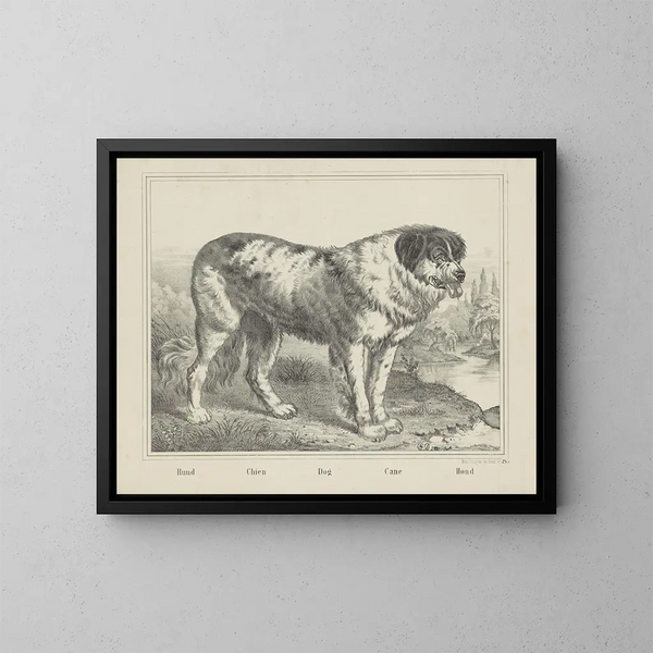 Hond - Joseph Scholz — ingelijst kunstwerk aan de muur