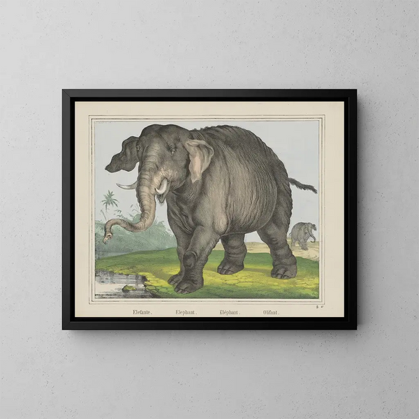 Olifant - Joseph Scholz — ingelijst kunstwerk aan de muur