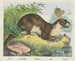 Rivierotter - Joseph Scholz — weergave van het kunstwerk