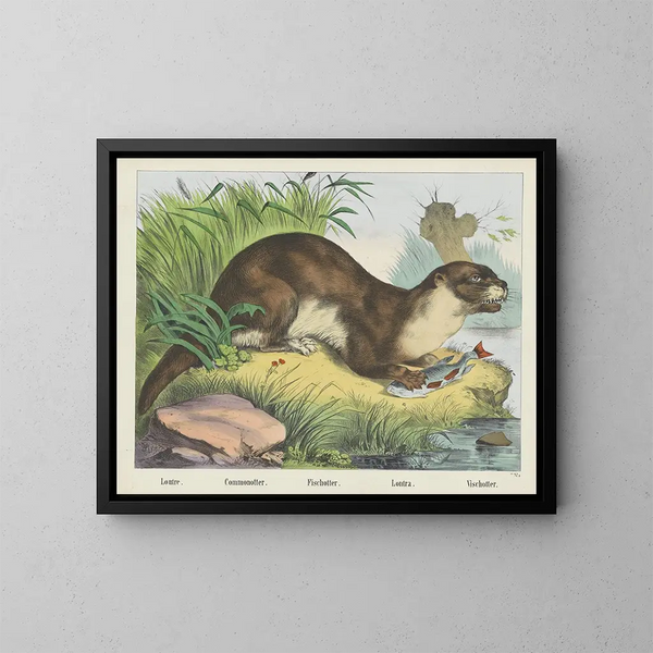 Rivierotter - Joseph Scholz — ingelijst kunstwerk aan de muur
