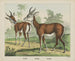 Antilope gazelle - Joseph Scholz — weergave van het kunstwerk