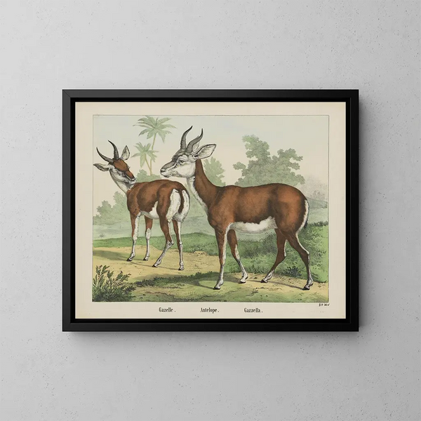 Antilope gazelle - Joseph Scholz — ingelijst kunstwerk aan de muur