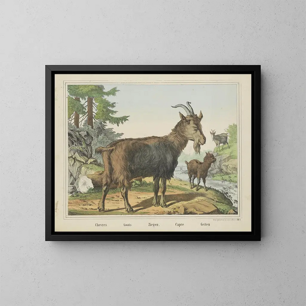 Geiten - Joseph Scholz — ingelijst kunstwerk aan de muur