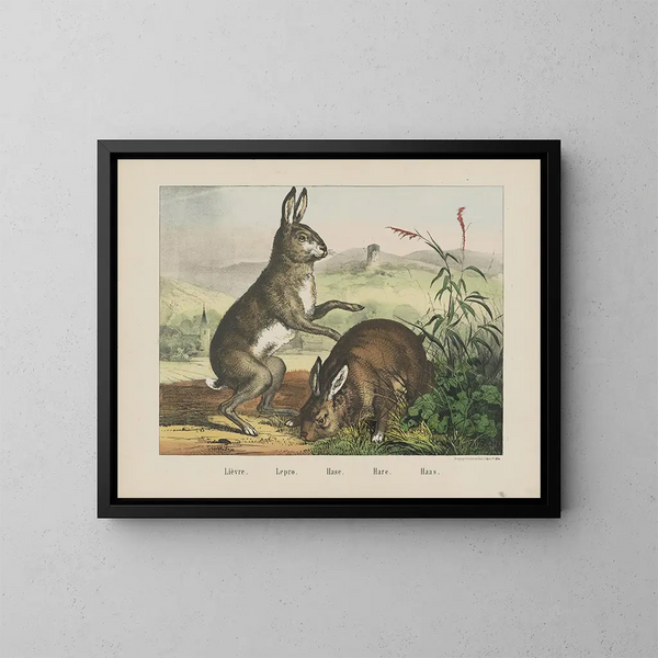 Haas - Joseph Scholz — ingelijst kunstwerk aan de muur