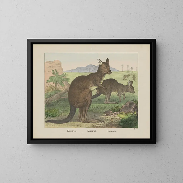 Kangaroo - Joseph Scholz — ingelijst kunstwerk aan de muur