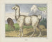Lama - Joseph Scholz — weergave van het kunstwerk