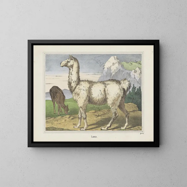 Lama - Joseph Scholz — ingelijst kunstwerk aan de muur