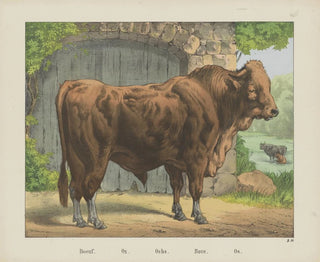 Joseph Scholz - Ox.webp