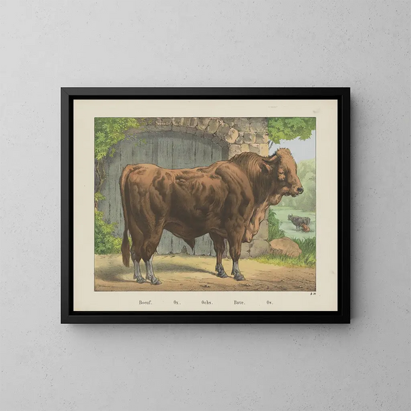 Bœuf - Joseph Scholz — ingelijst kunstwerk aan de muur