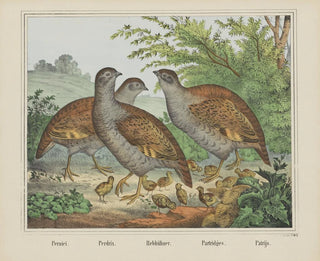 Perdues - Joseph Scholz — weergave van het kunstwerk
