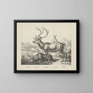 Joseph Scholz - Raindeer.webp