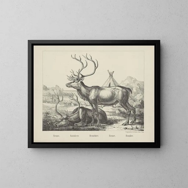 Eland - Joseph Scholz — ingelijst kunstwerk aan de muur