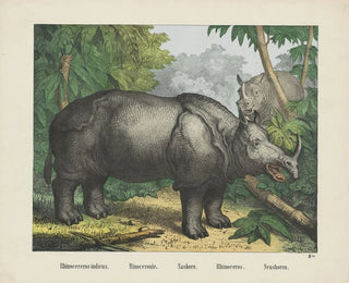 Rhinoceros - Joseph Scholz — artwork view