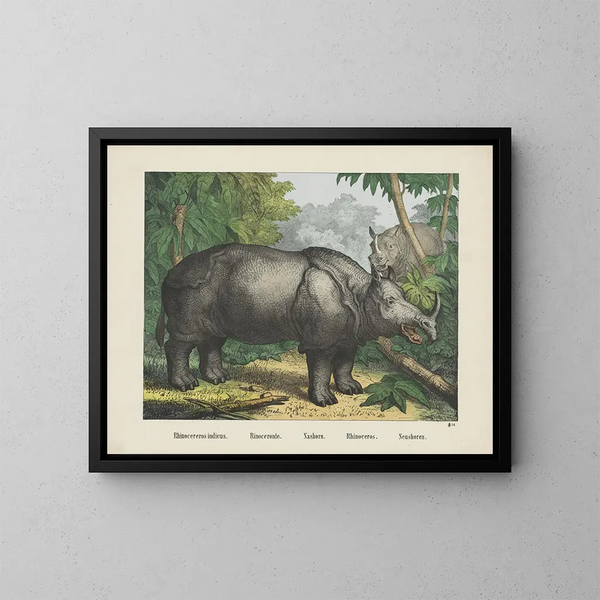 Rhinocéros - Joseph Scholz — ingelijst kunstwerk aan de muur