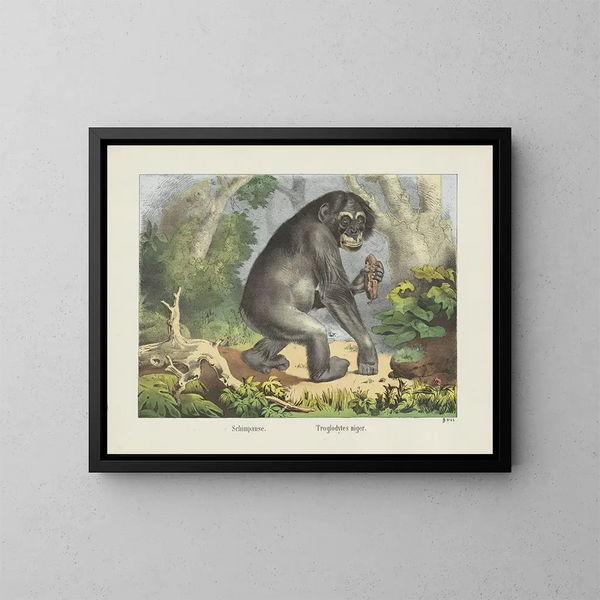 Chimpanse - Joseph Scholz — ingelijst kunstwerk aan de muur