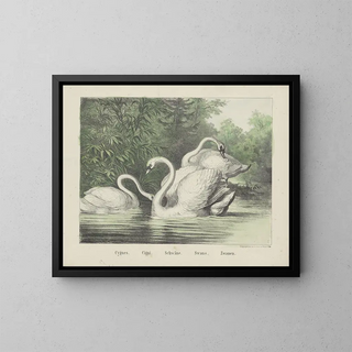 Joseph Scholz - Swans.webp