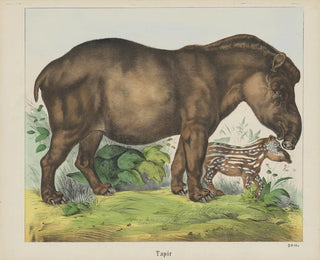 Tapir - Joseph Scholz — weergave van het kunstwerk