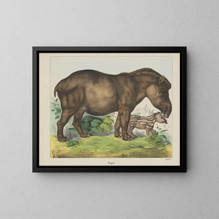 Tapir - Joseph Scholz — ingelijst kunstwerk aan de muur