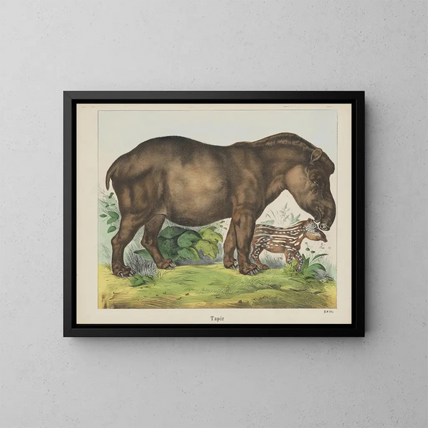 Tapir - Joseph Scholz — ingelijst kunstwerk aan de muur