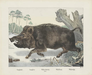 everzwijn - Joseph Scholz — weergave van het kunstwerk
