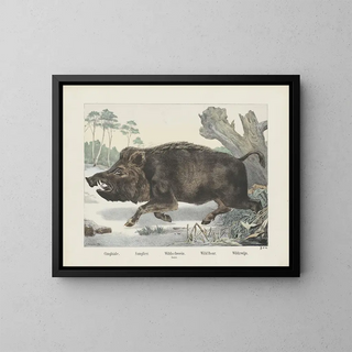 everzwijn - Joseph Scholz — ingelijst kunstwerk aan de muur