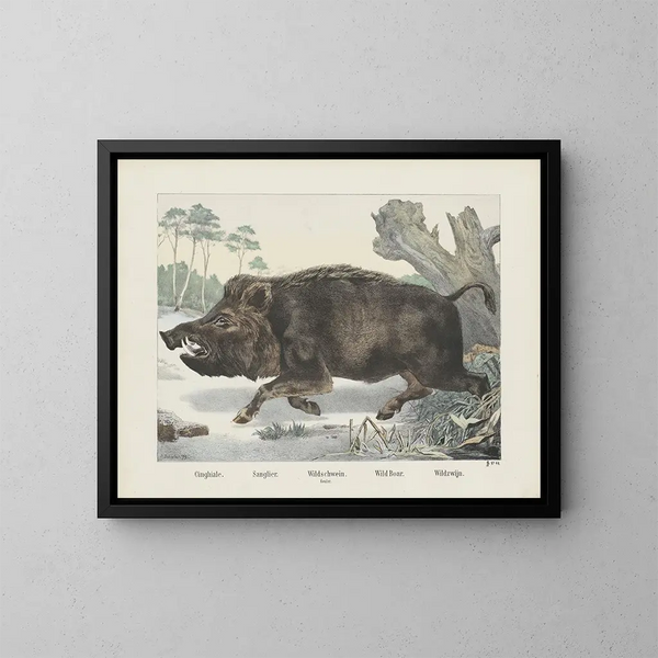 everzwijn - Joseph Scholz — ingelijst kunstwerk aan de muur