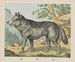 Wolf - Joseph Scholz — weergave van het kunstwerk