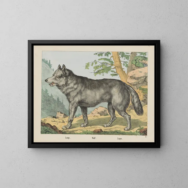 Wolf - Joseph Scholz — ingelijst kunstwerk aan de muur