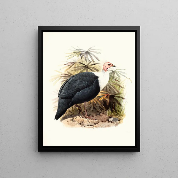 Joseph Smit - Agelastes meleagrides.webp