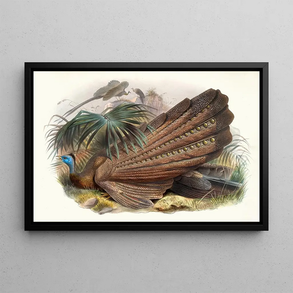 Joseph Smit - Argus giganteus.webp