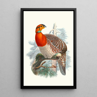 Joseph Smit - Ceriornis Blythii.webp